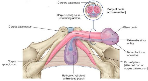 Кәрі ханымдарға арналған видео Қызғылт трусы киген сексуалды қыз
